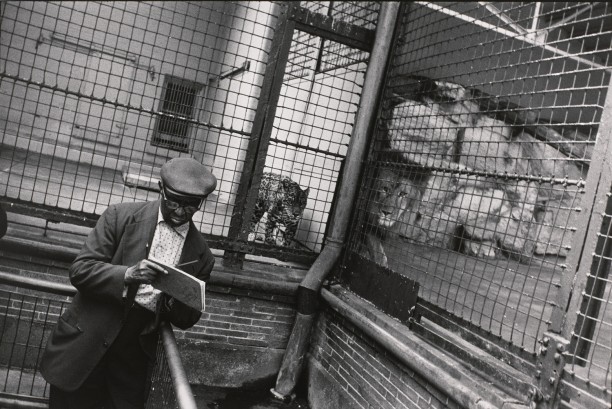 Untitled (A man reading by the lion and leopard cages)