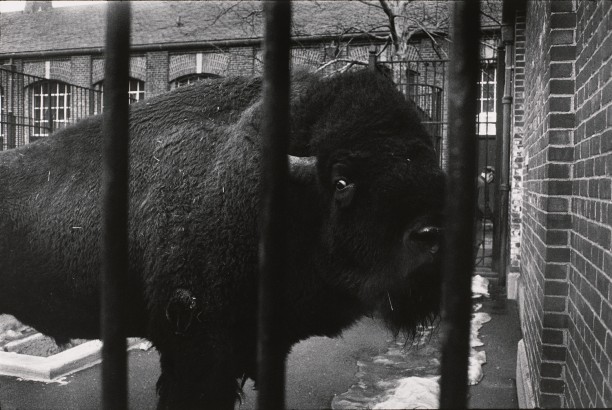 Untitled (A bison behind bars)
