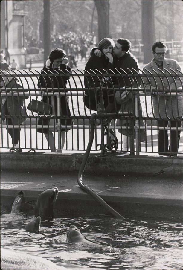 Untitled (People and sea lions looking at each other)