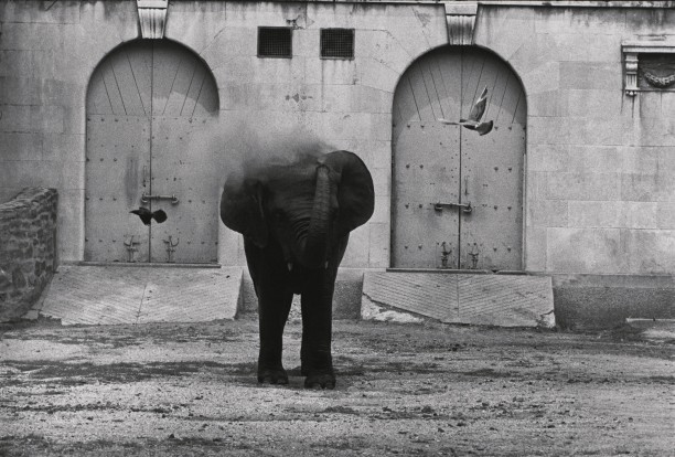 Untitled (Elephant blowing dust on his back)