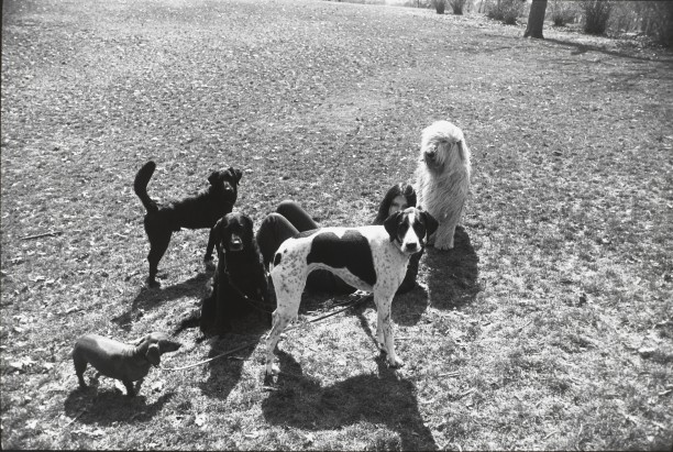 Untitled (Woman laying on grass surround by a group of dogs)