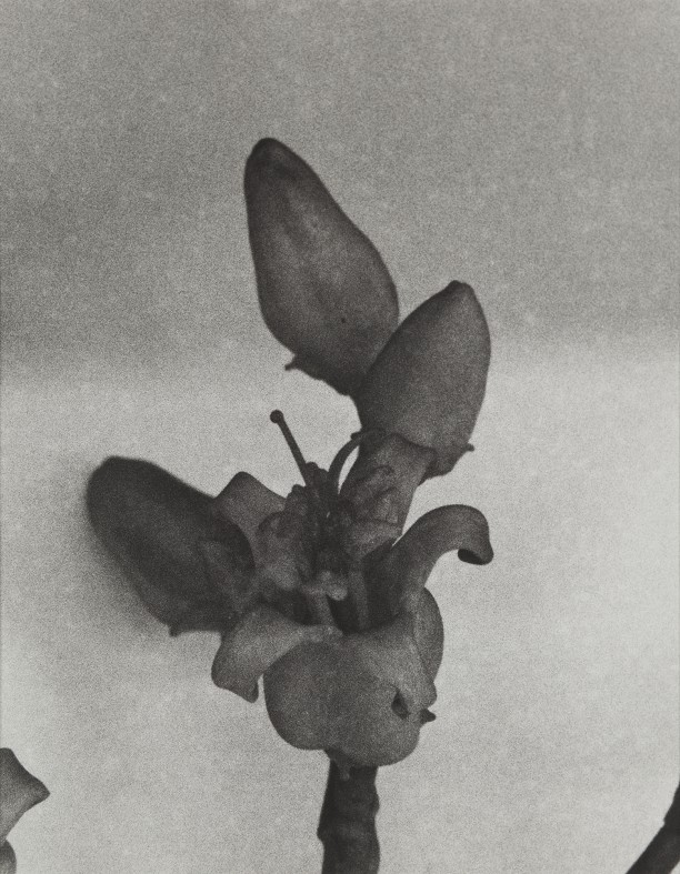 Namibia, 1989
Blaschka Model 95, 1889
Genus no. 3164
Family, Crassulaceae
Cotyledon orbiculata Linn.