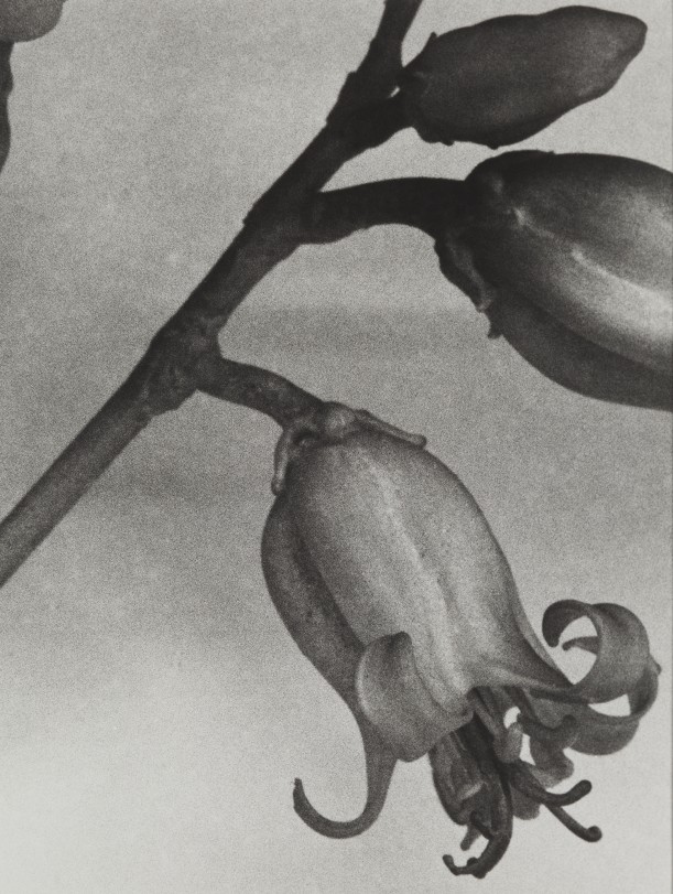 South Africa, 1989
Blaschka Model 95, 1889
Genus no. 3164
Family, Crassulaceae
Cotyledon orbiculata Linn.